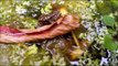 Summer Pondlife - Newts, Froglets, Tadpoles