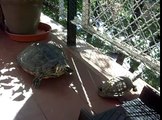 tortugas graptemys macho y trachemys hembra en la terraza con el solecito