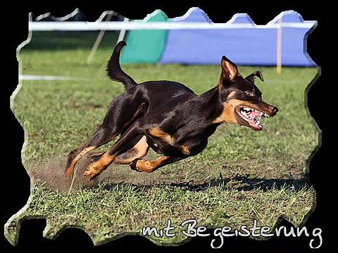 Agility Kelpie`s 2010.wmv