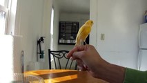 BEST trained canary EVER?