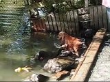 English Cocker Spaniels Swimming and Retrieving