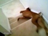 Lazy dog slides down stair