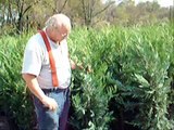 Trees That Are Fast Growing  PA NJ NY