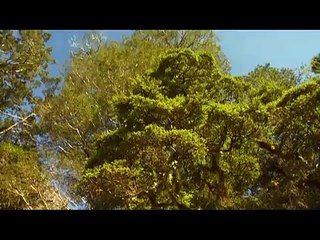 Fly Fishing DVD fly casting New Zealand, Trout close up casting double haul then shoot