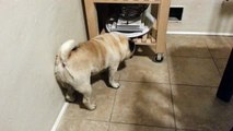 Pug Thinks He's Skinny.