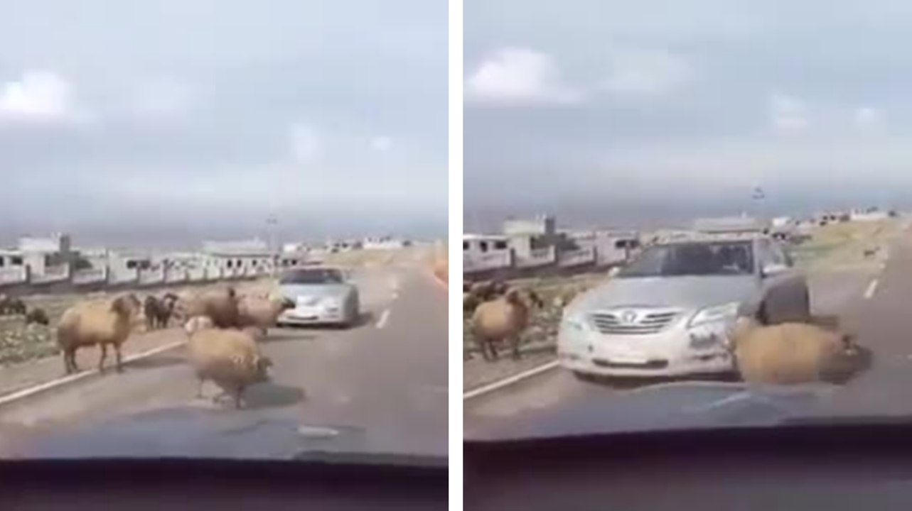 Traverser un combat de bélier en voiture peut s'avérer dangereux