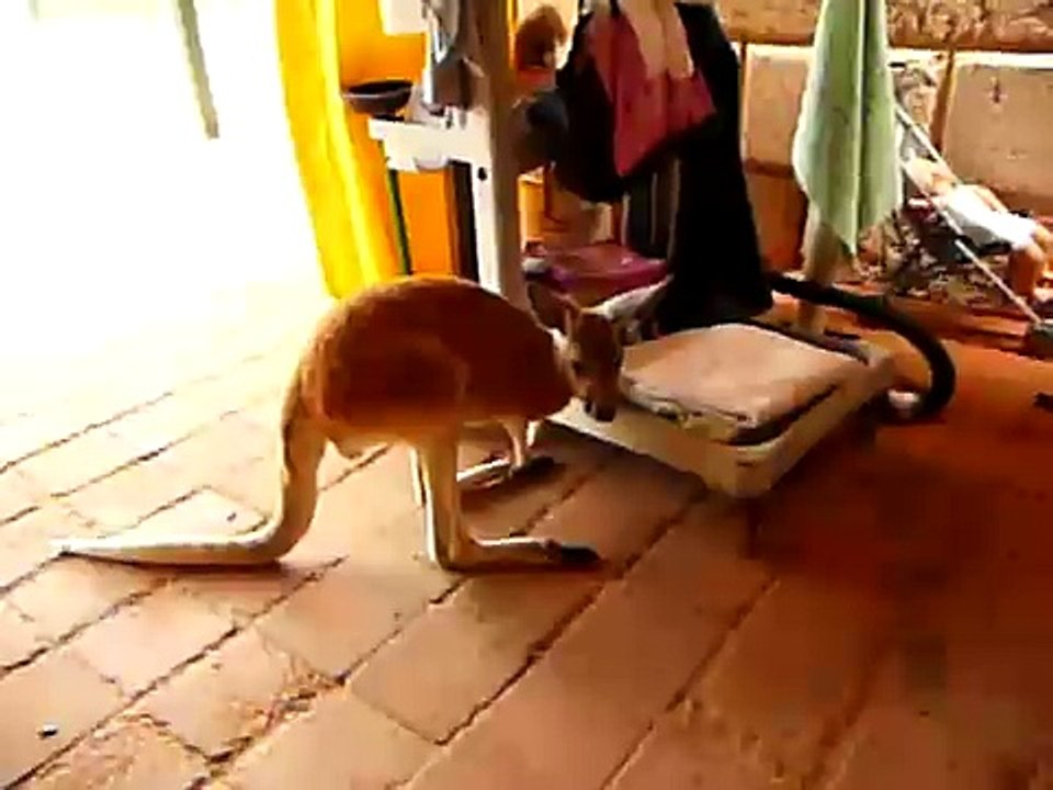Bob The Kangaroo
