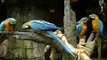 Two Parrots French Kissing