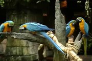 Two Parrots French Kissing