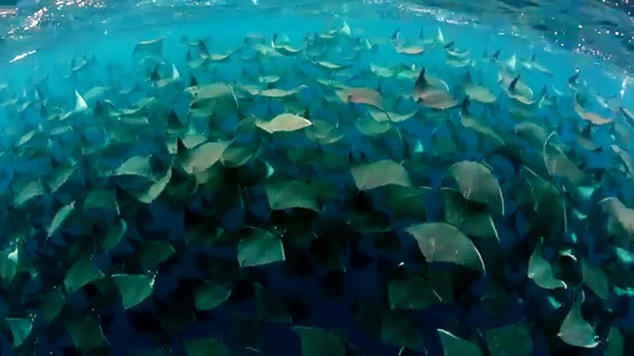 Ceci est le spectacle sous-marin que vous devez absolument voir une fois dans votre vie !