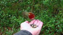 Hand Feeding Wild Robins and Great Tits in HD