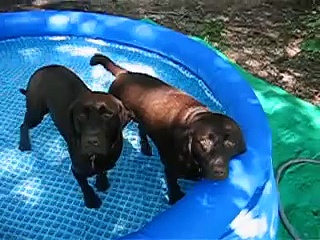 Rehab Pool
