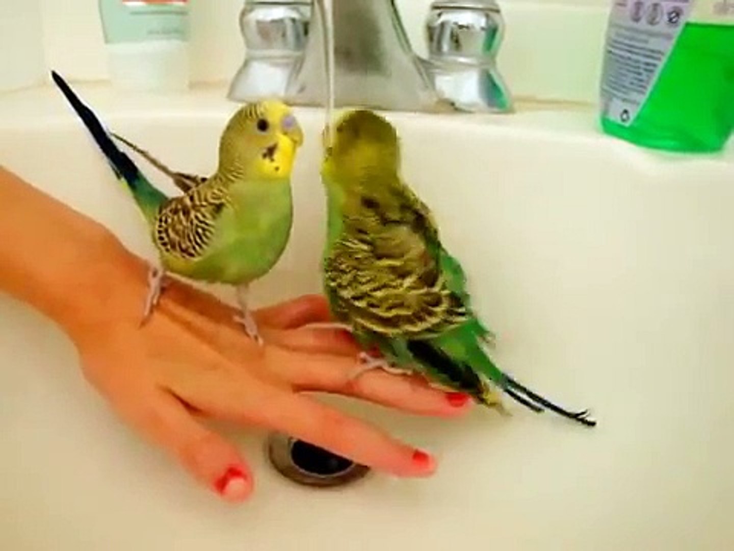 Parakeet's bath Time!