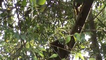 Woodpecker Pecking Sound