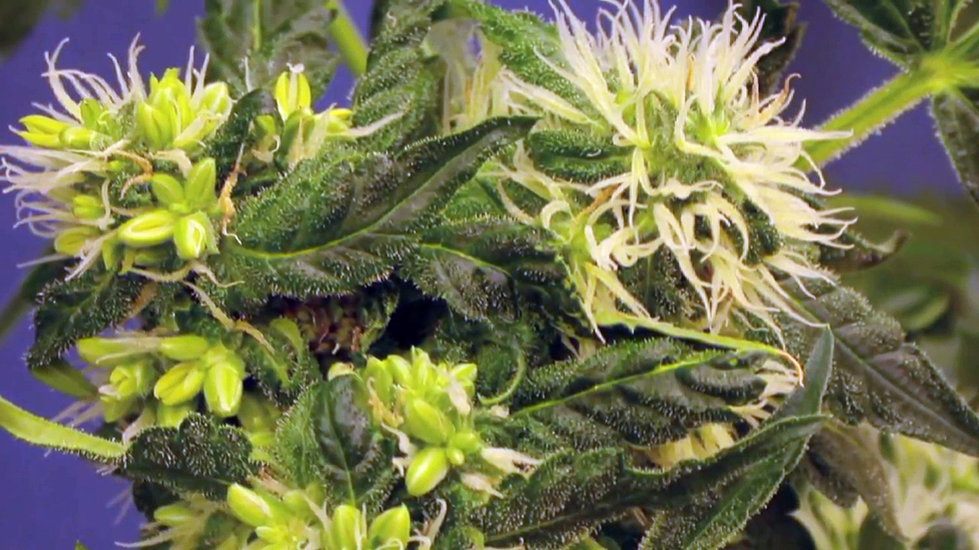 Weeding out marijuana