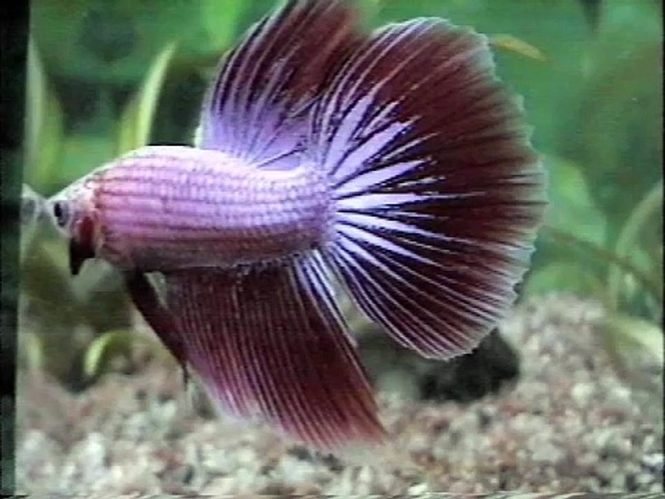 Teaching your betta to flare on command