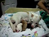 Chihuahua giving birth 6/7 