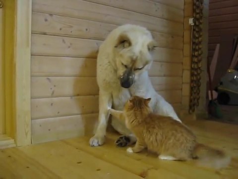 Настоящая дружба