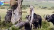 Lion climbs tree to escape herd of buffalo in Kenya as the king of the jungle is left with his tail