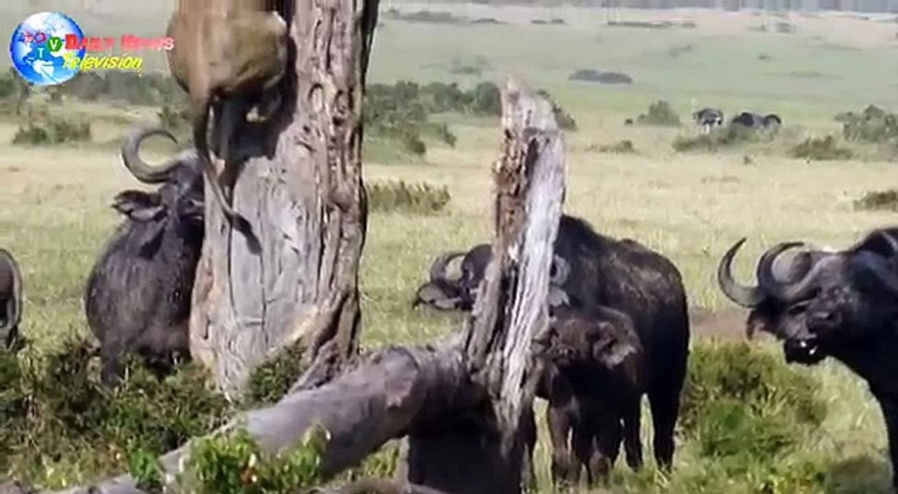 Lion climbs tree to escape herd of buffalo in Kenya as the king of the jungle is left with his tail