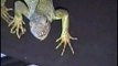 Green Iguana Bearded Dragon Leopard Gecko together