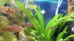 Aquarium Plants Uk Buy Fish Tanks San Antonio ,Help