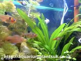 Aquarium Plants Uk Buy Fish Tank Heater ,Information