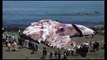 [radioactive squid] Giant Squid Discovered On California Coast