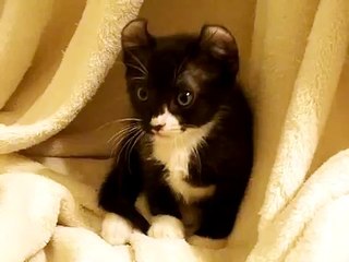 GroovySphynx Dwelf interrogation ! Bambino Kittens Tracy Hosfelt