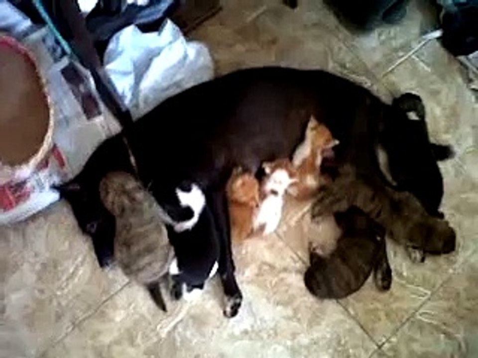 VID 00030-20110120-0915.3GP