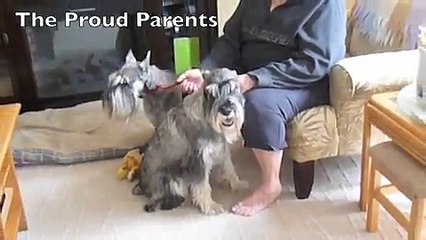 Standard Schnauzer Puppies