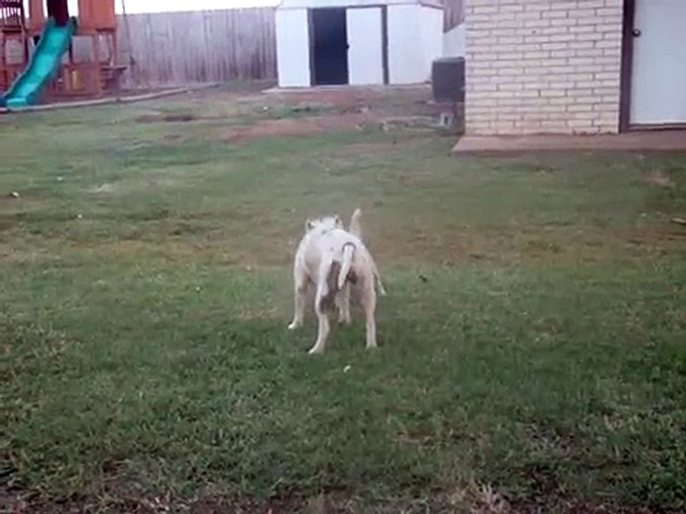 Pitbull vs Westie