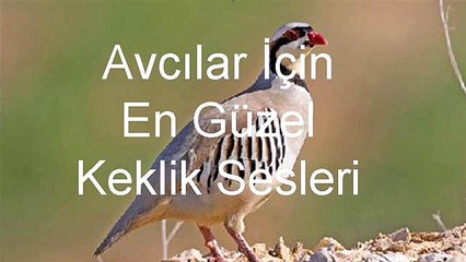 keklik sesleri