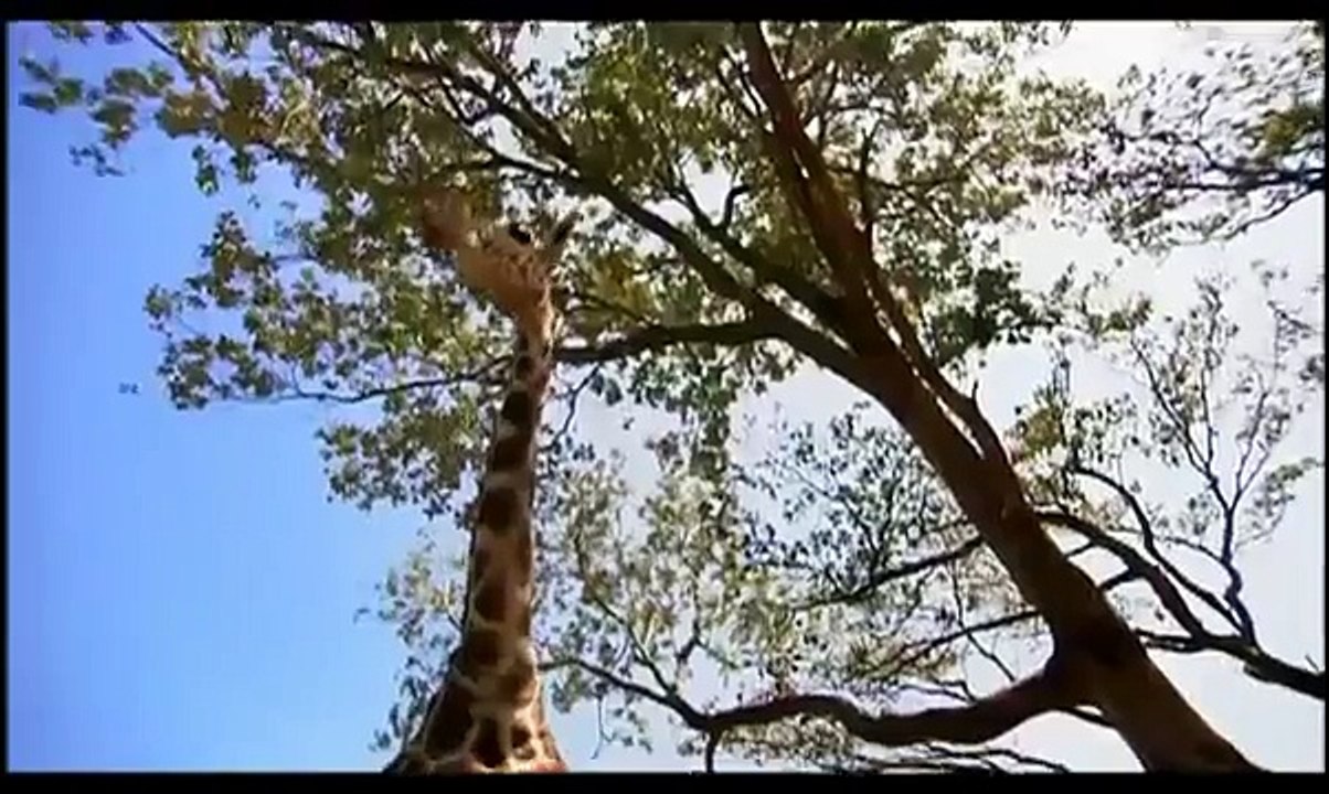 THE EVOLUTION OF JAWS - EVOLUTION SERIES - Discovery Animals Nature (full documentary)