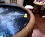 THE RUBBER DUCK GOES FOR A SWIM IN THE HOT TUB