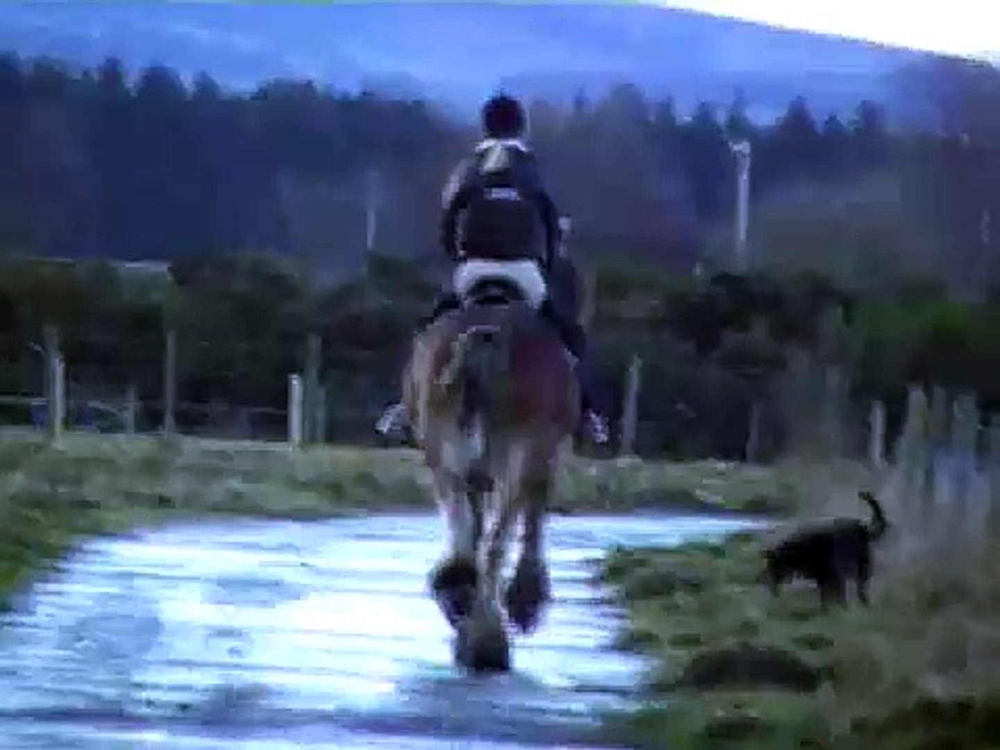 ⁣Ridden Clydesdale