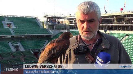 Ludwig, le fauconnier de Roland-Garros