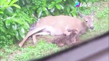 Une biche met bas de deux faons dans un jardin !
