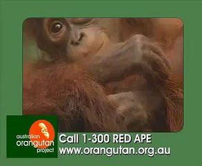 How you can help Orangutans 30 second advertisement