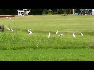 White Egrets