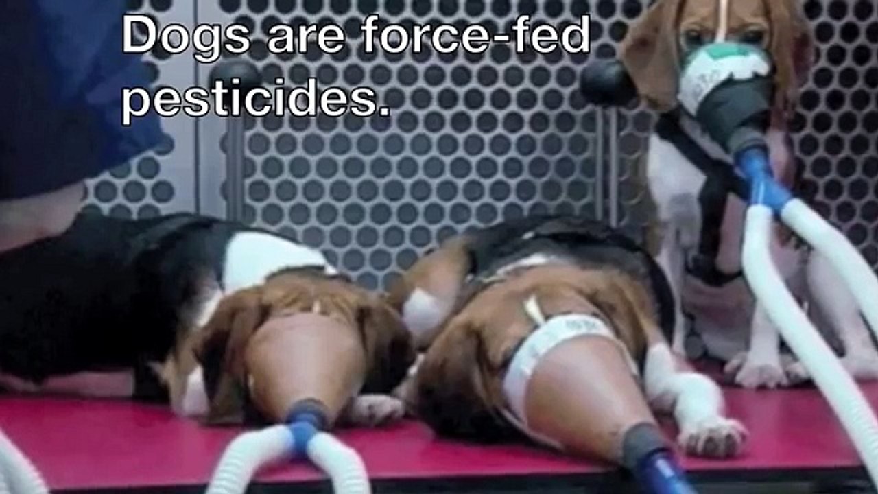 animal testing commercial