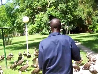 Vultures getting fed at Senegambia Hotel