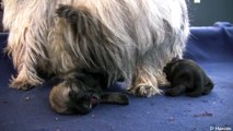 Cairn Terrier's 2 Week Old Puppies (in HD)