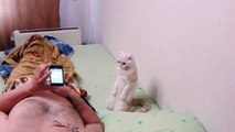 приколы про котов / jokes about cats