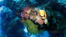 Dive Cooperative | Cozumel, Mexico | Scuba Diving