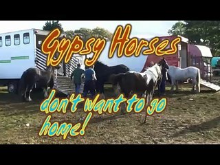 Gypsy Horses don't want to go home!