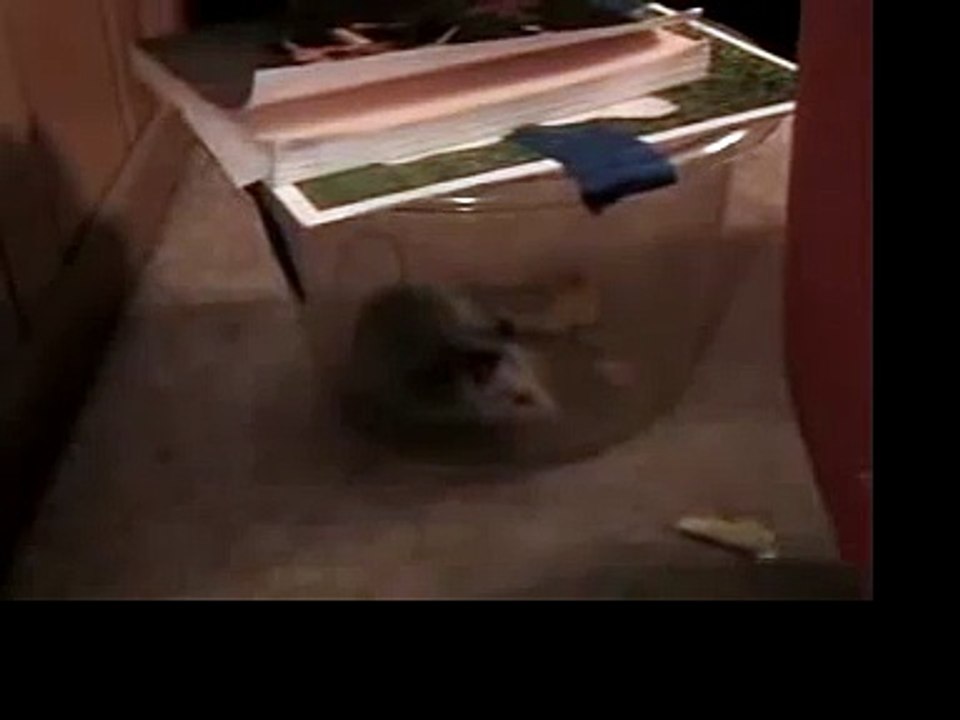 The Possum