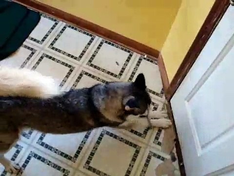 My Siberian Husky Howling