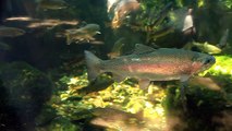 Rainbow Trout at the Tennessee Aquarium in Chattanooga, Cove Forest in River Journey