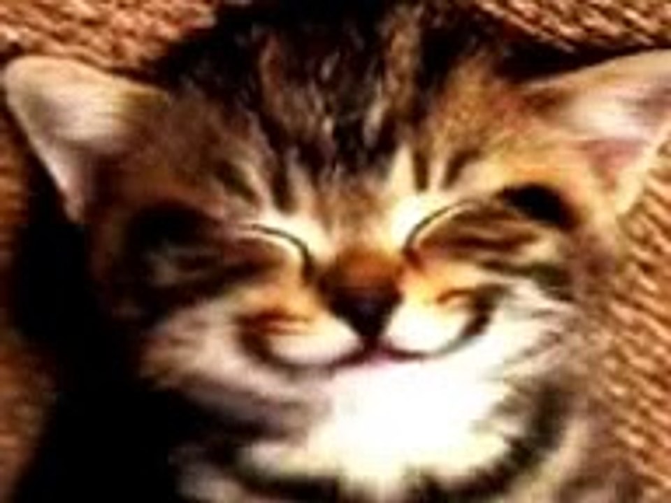 Gatito canta feliz cumple
